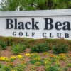 Black Bear